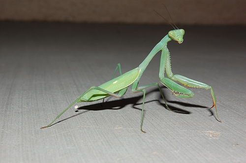 Stagmomantis limbata